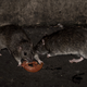 Dos ratas comiendo una rodaja de tomate